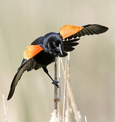 Blackbirds, Finches and Allies | Outdoor Alabama